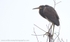 FLB004: Tricolor heron