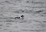 Barrow's Goldeneye