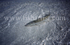 Shallow Water Bonefish.
