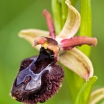 Ophrys passionis x Ophrys bertoloni ssp bertoloniformis.