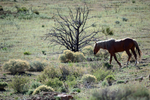 Wild Horse Herd Stallion