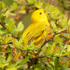 NORTHERN-YELLOW-WARBLER