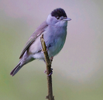 Blackcap