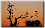 Saddlebill Stork Sunset