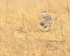Short-eared Owl diving at Hawling, Gloucestershire