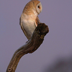 Barn Owl perched on a dead tree branch