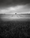 Texture and Crops