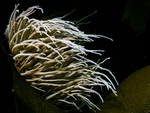 Snakelock Anemone
