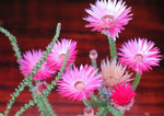 South Africa Cape Town National Botanical Garden flower 9
