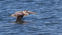  Pelicans _0008