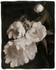 Peonies