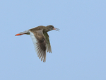 Redshank calling in flight, Iceland