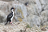 Imperial Shag on cliff ledge, Cape Bougainville, Falklands