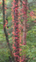 VIRGINIA CREEPER, OCTOBER, 2016 - NORFOLK COUNTY