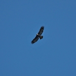 Golden Eagle (aquila chrysactos), Alaska