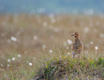 Golden Plover
