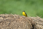 Blue-headed Wagtail