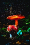 z3309 Glowing Agarics under a Blanket of Drizzle