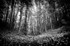 Trees and Ransoms