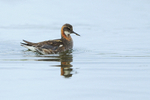 Red-necked Phalarope (male), Iceland