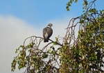 Woodpigeon