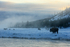 Bison in mist at sunrise, Yellowstone National Park, Wyoming, USA