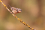 Western Subalpine Warbler portfolio