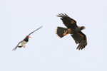 Striated Caracara mobbed by Magellanic Oystercatcher, Carcass Island