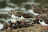 SBW011: Turnstones
