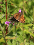 Large Skipper on Wild Basil, Ardley Wood Quarry, Oxfordshire
