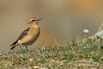 Wheatear F 220415 20a