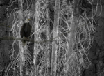 Silver Trees, Eagle Montage