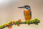 Kingfisher