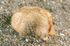 Echinocardium cordatum