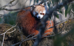 Red Panda