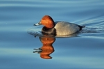 November 2019 - Common Pochard
