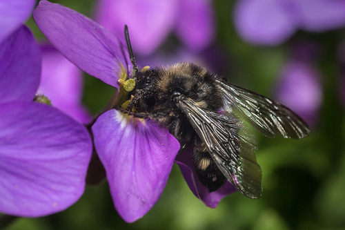 [i]Melecta albifrons[/i] cuckoo bee, Staffordshire, May 2016.