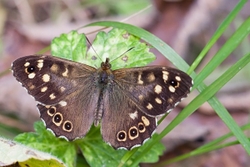 Speckled Wood