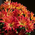 Chrysanthemums