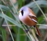 Bearded Tit