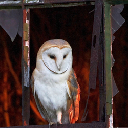 Barn Owl perched in a window
