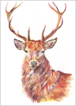 Golden Stag 729