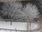 Snow & Trees Under A40 Flyover