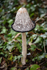 Fungus_ACP_8185