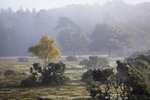 New Forest