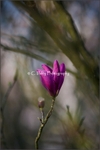 Magnolia Portrait 2
