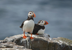Puffins