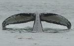 Humpbacked whale