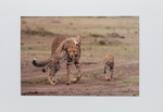 022 Cheetah Family