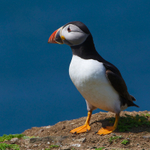 Puffin on a cliff edge